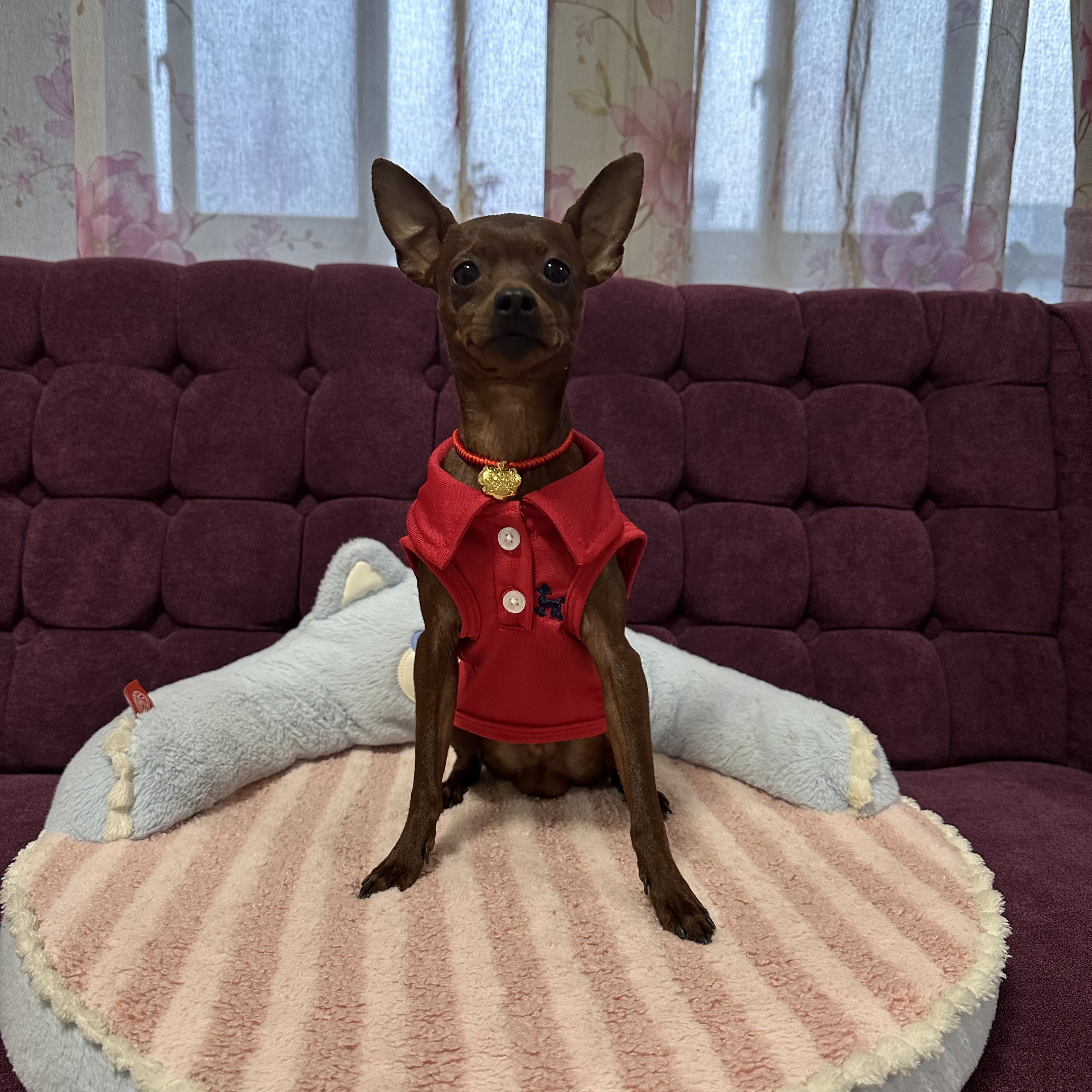 小鹿犬活体宠物链接
