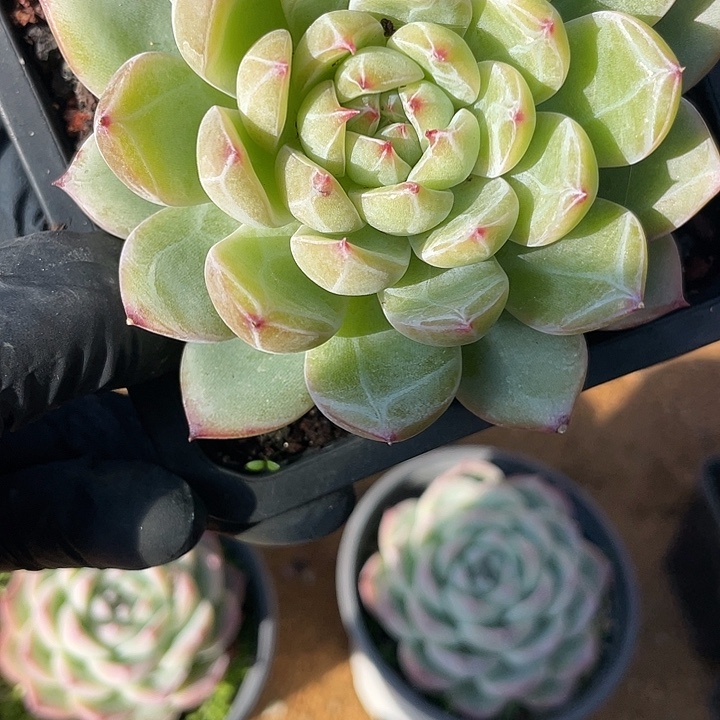 雪花珍妮多肉植物