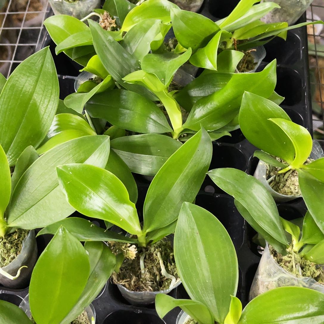 当前无花栽培后可以开花蝴蝶兰蓝柯柠1.7