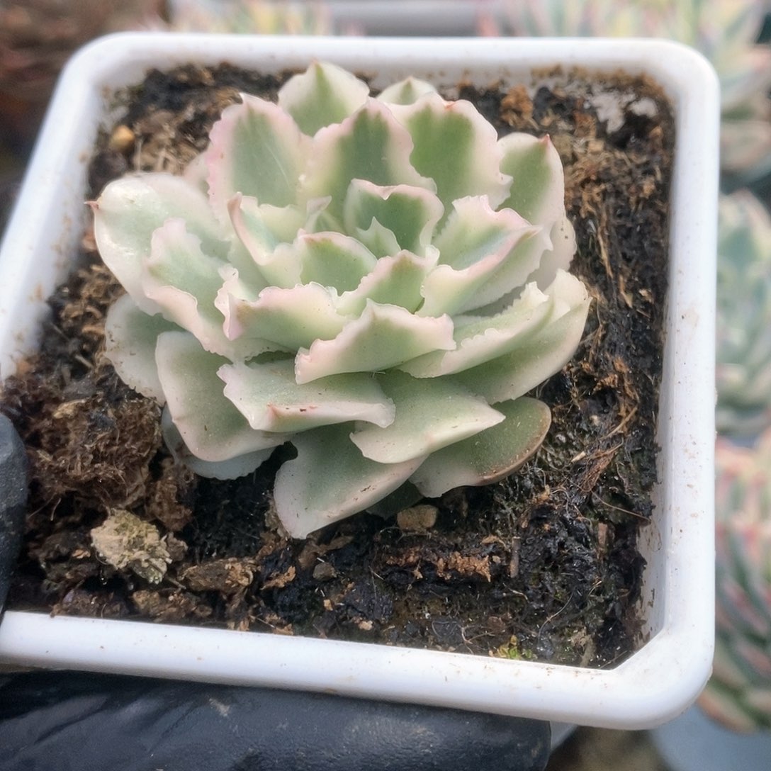 145紫蝴蝶锦锦锦锦锦锦