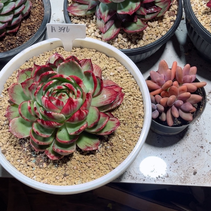 韩***肉惊鸿仙子红手指瑕疵福利A396