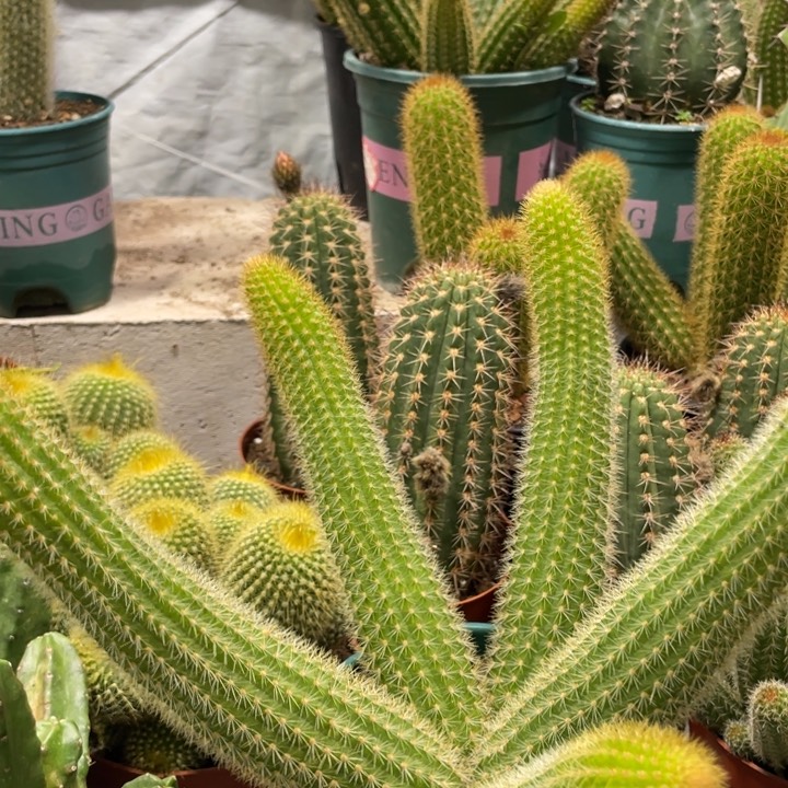 双色金妞长五头一物一拍