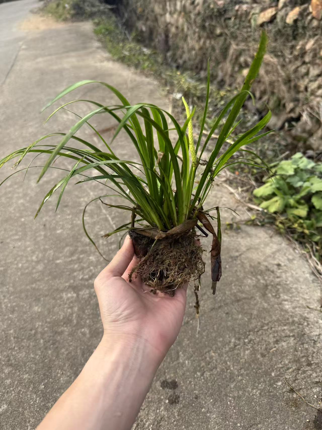 溪流附石菖蒲盆景