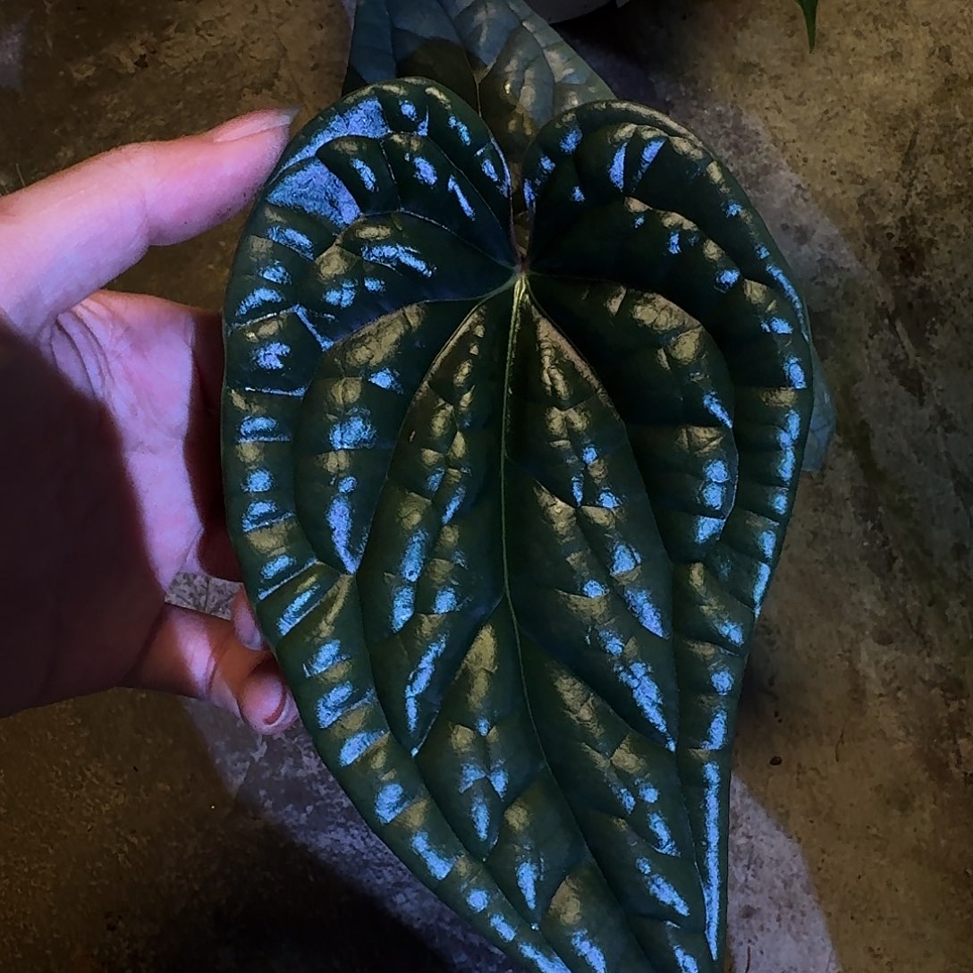 一***勺不开花植物奢华G100