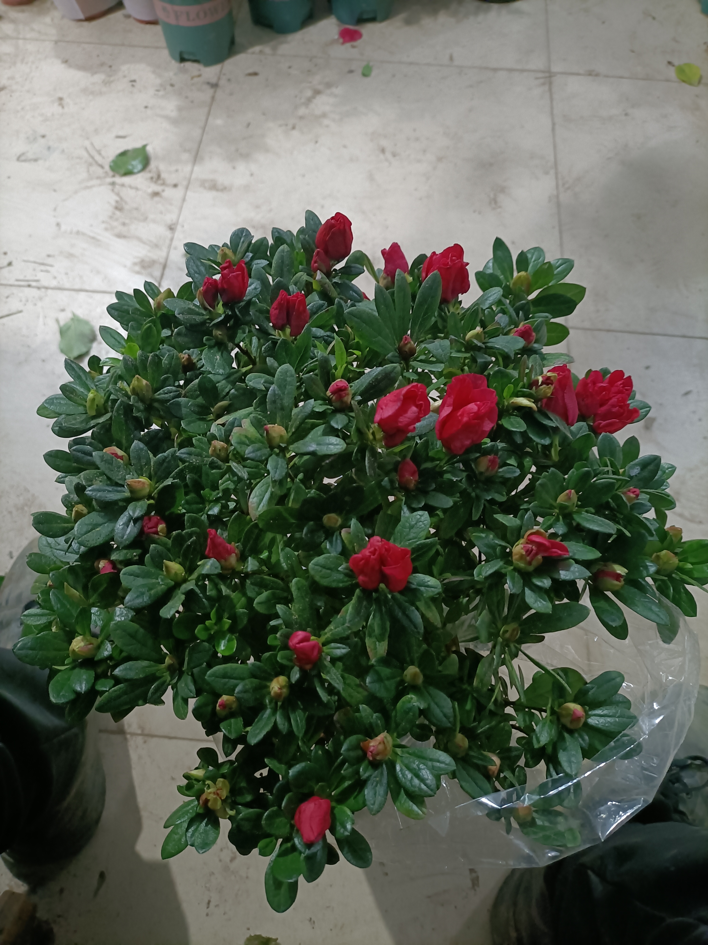 杜鹃花，颜色随机