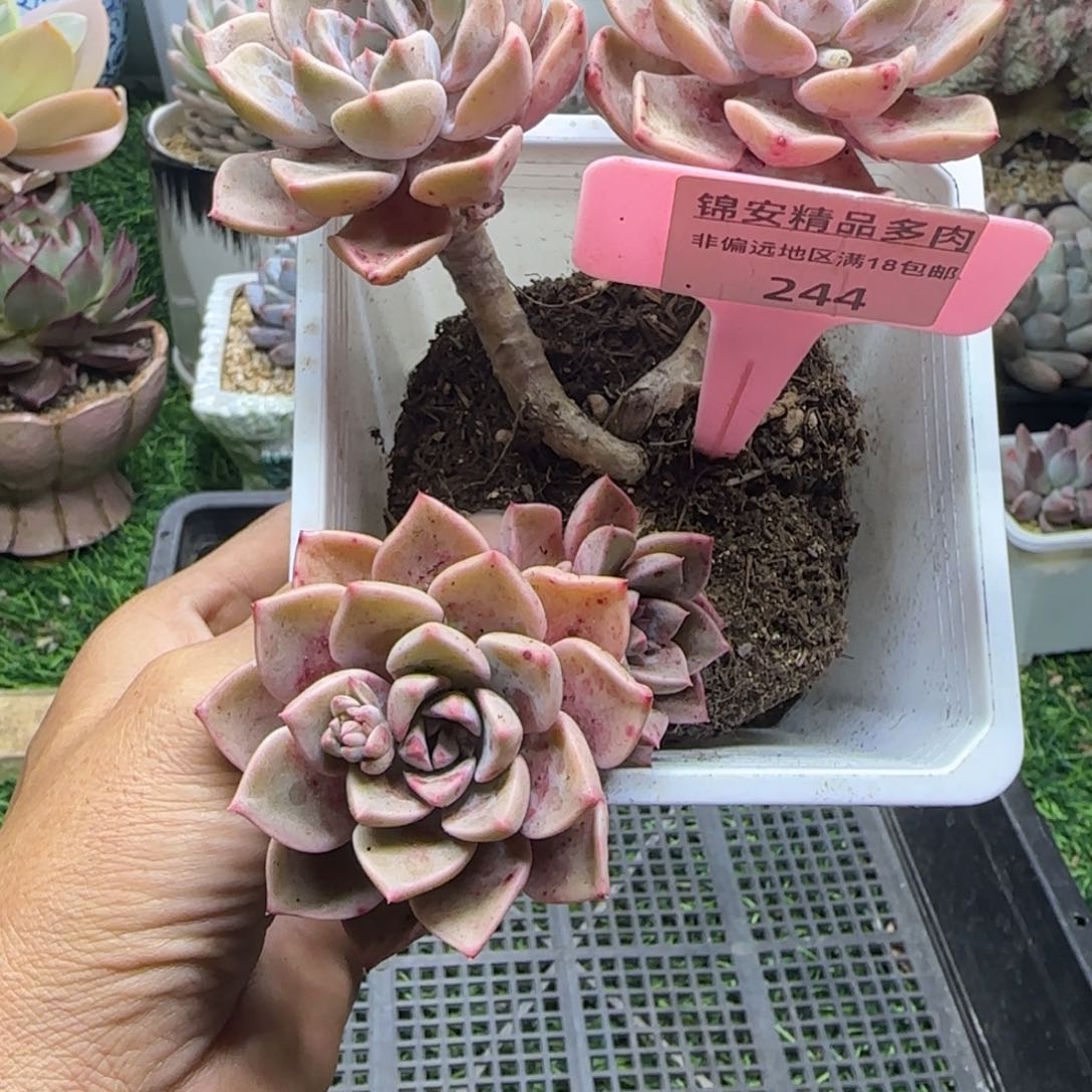 锦安精品多肉植物244