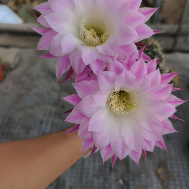 当前无花栽培后可以开花摘花脱土发货033