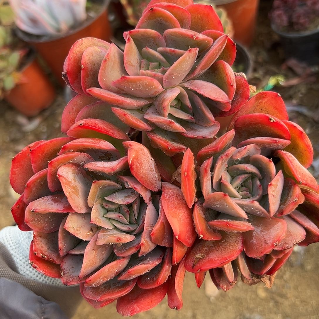 DVDrepo中央音乐学院哟