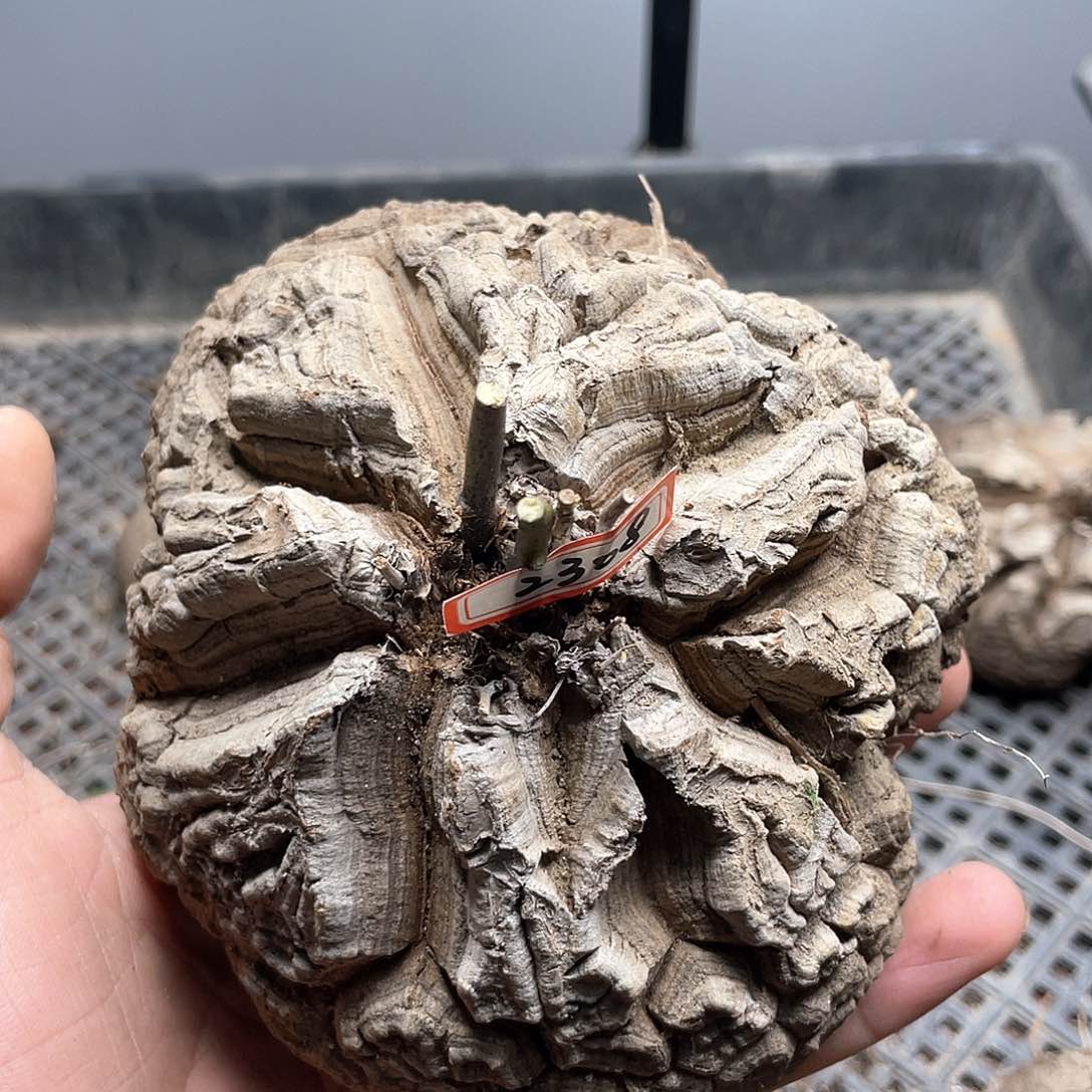 龟甲龙一物一拍2308号12cm