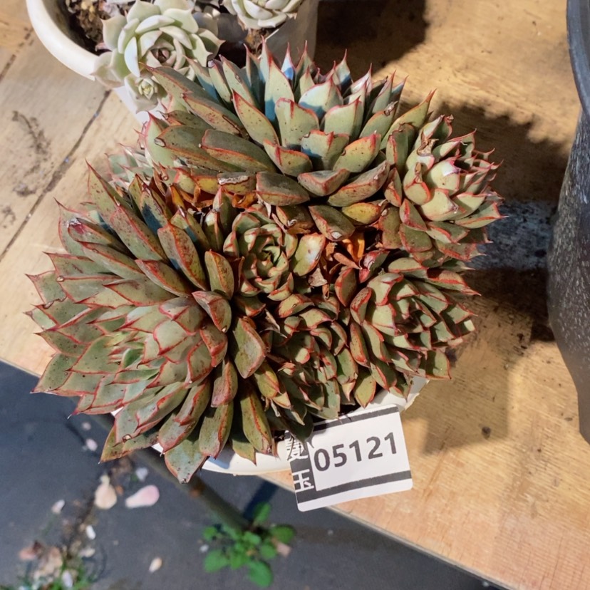 【闪购商品】麒麟座05121