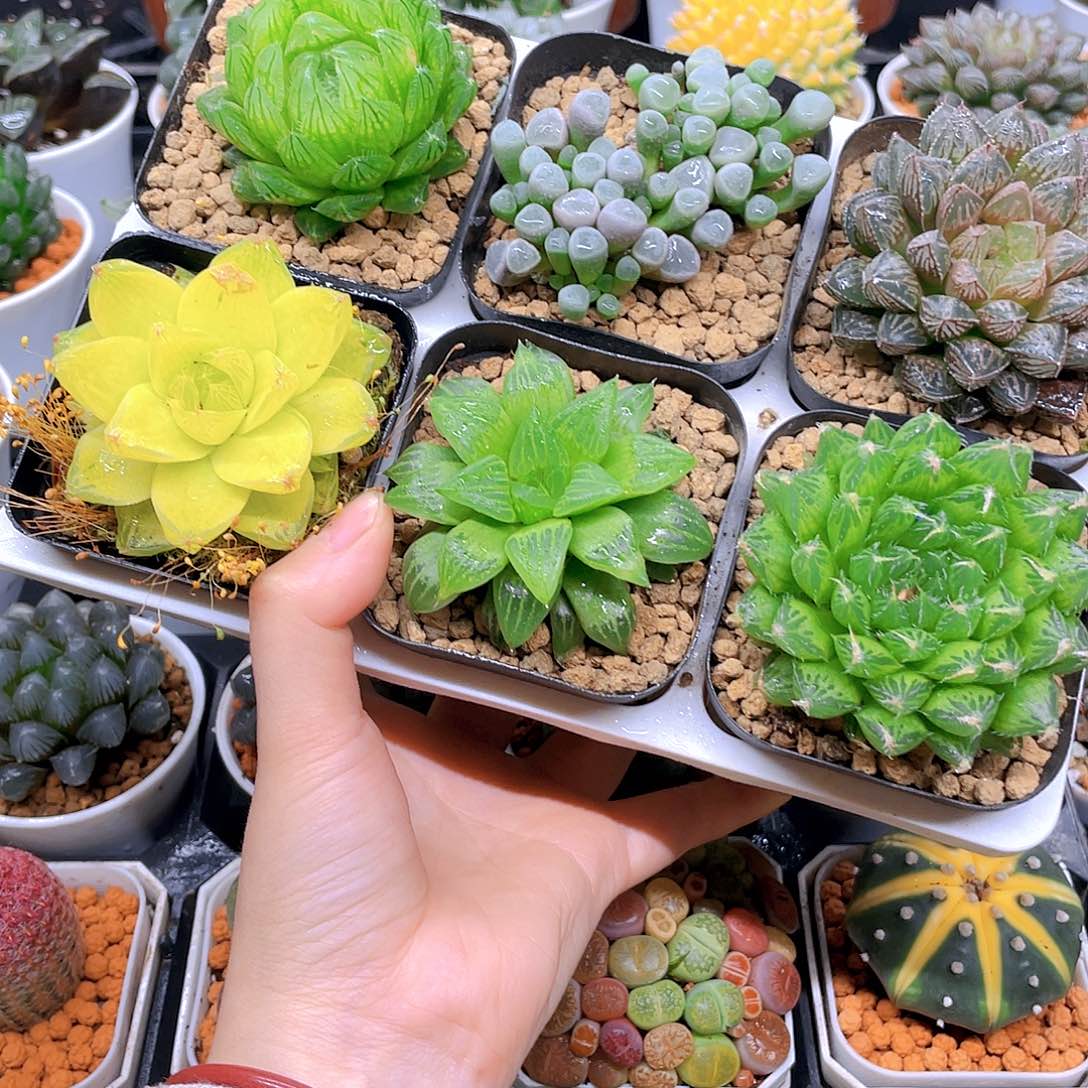 玉露六件套多肉，原盆