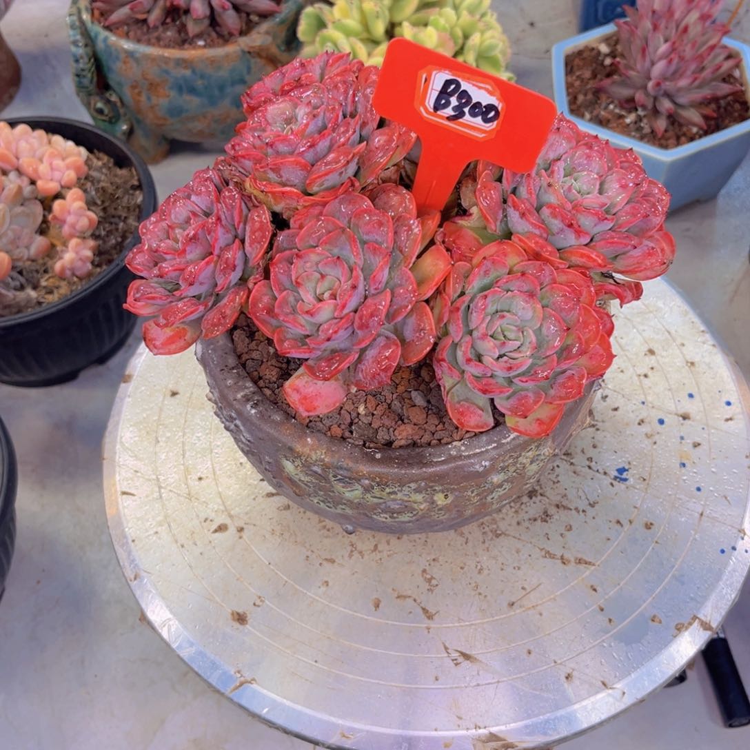 释*雨滴300多肉植物