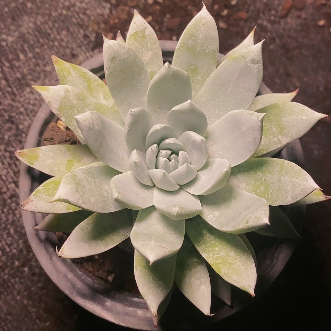 【闪购商品】哈哈哈哈雪山1231多肉