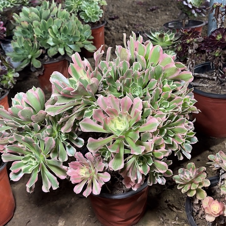 C***。多肉植物法师白凤43