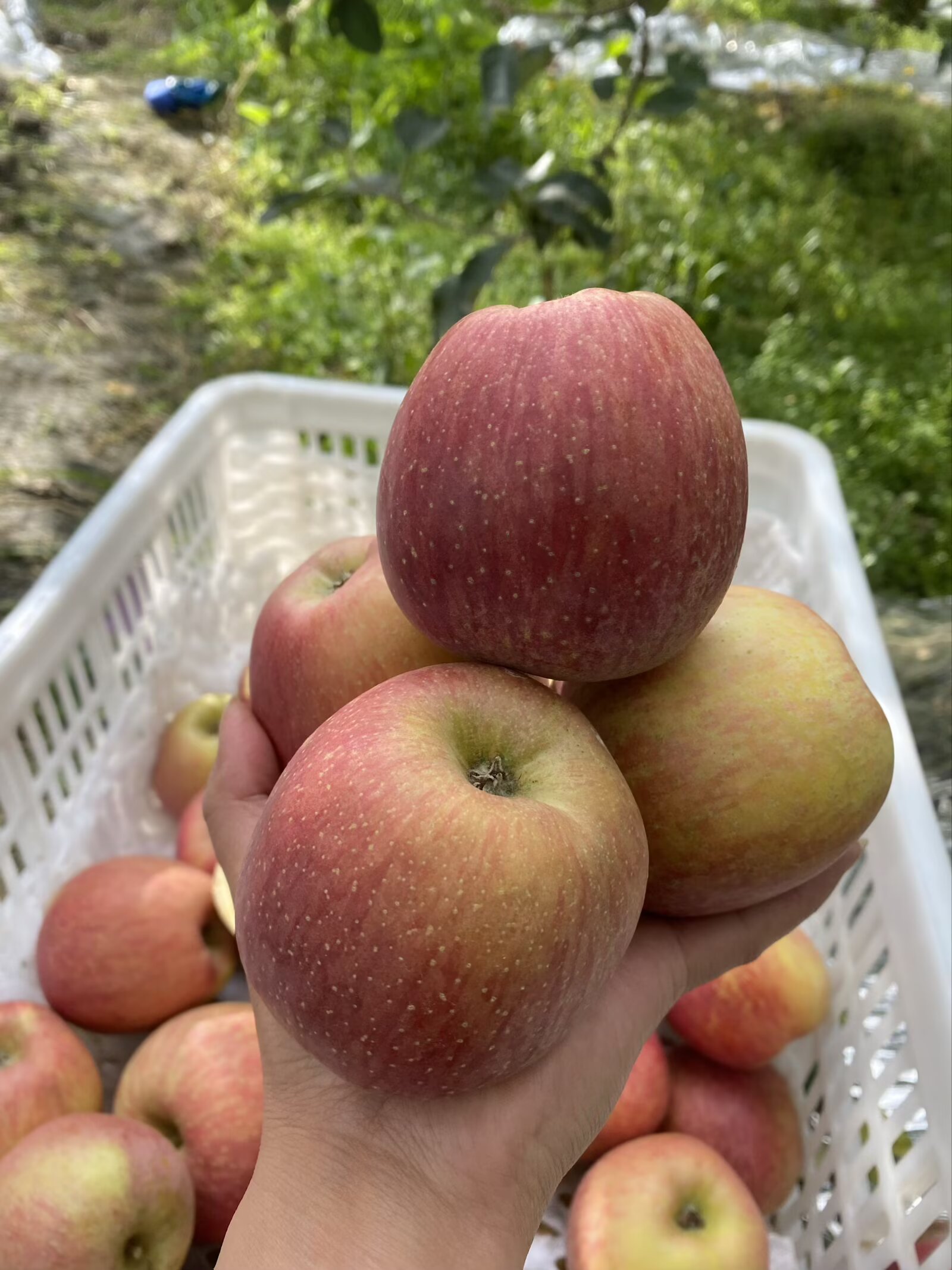 云南昭通冰糖心丑苹果