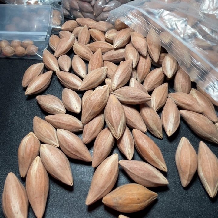 随***唐手串/手链猪牙我是