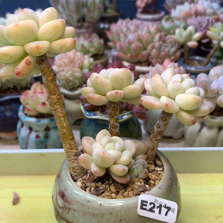 E217一物一拍带盆发