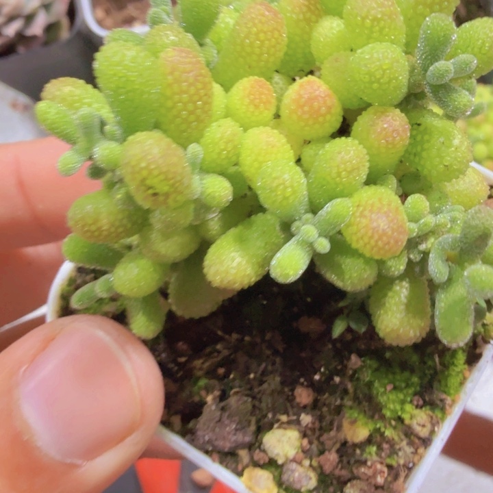 可爱多枝干一颗福利