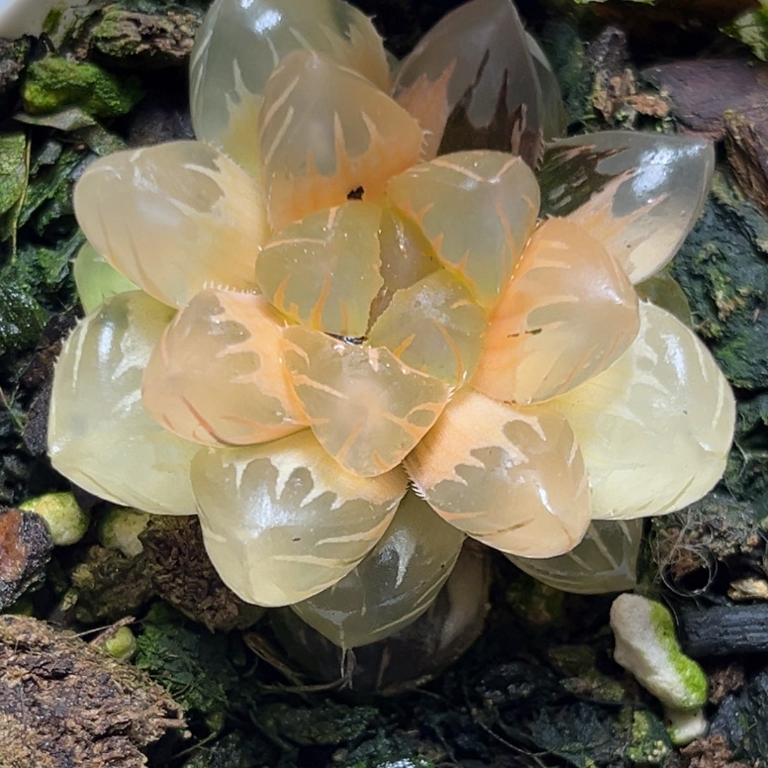 恭喜发财大吉大利781