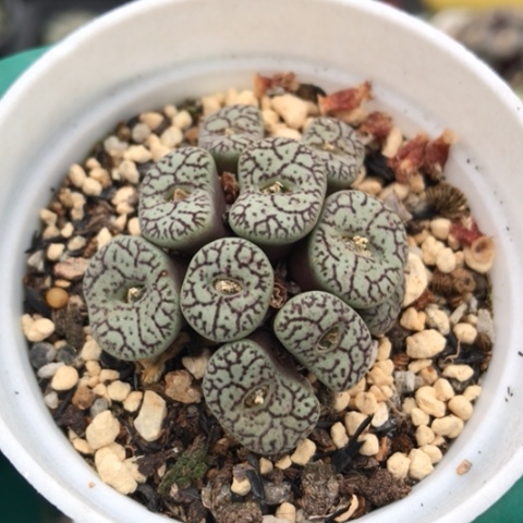 多肉肉锥 10头 墨小锥