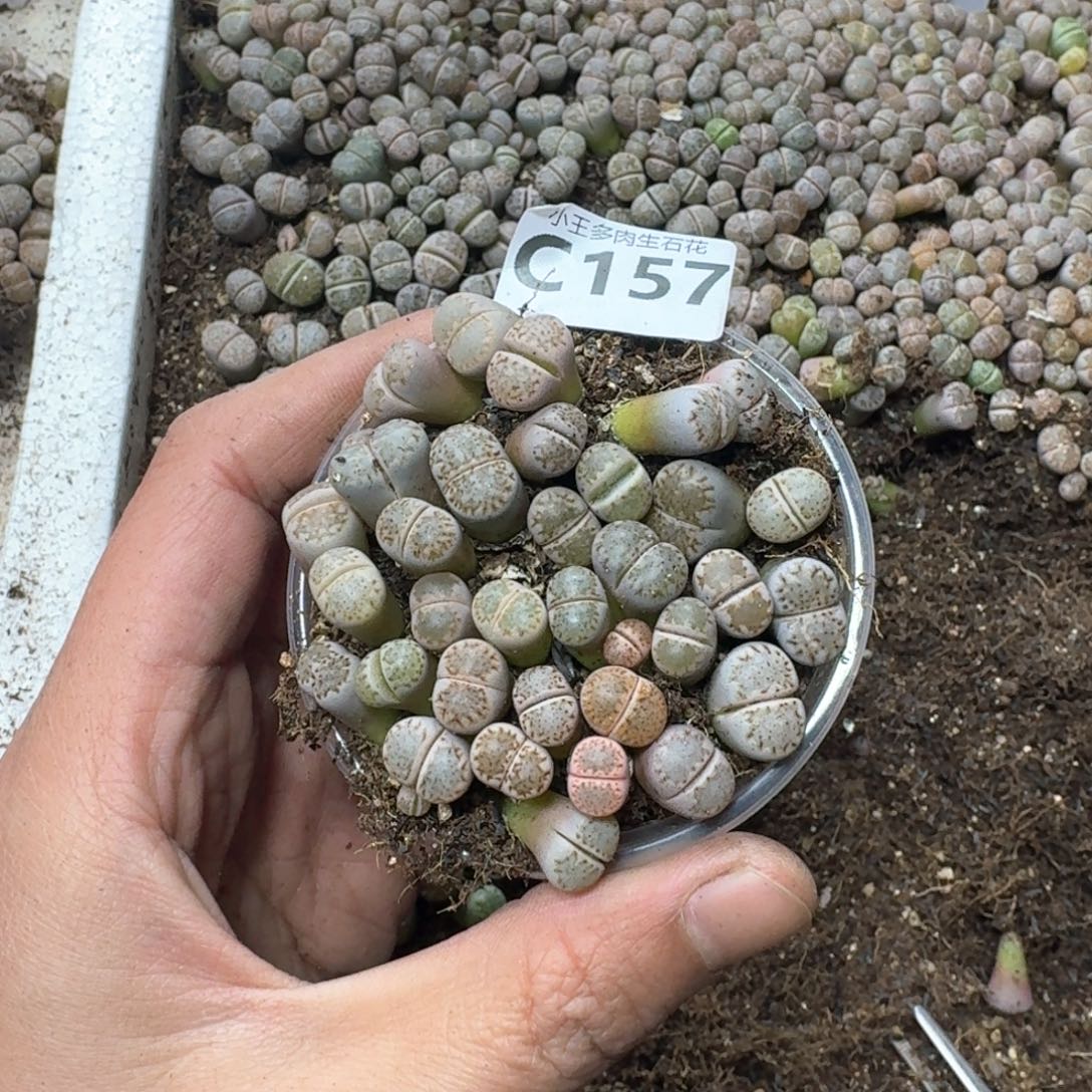 C157饼干一盒腿长福利出