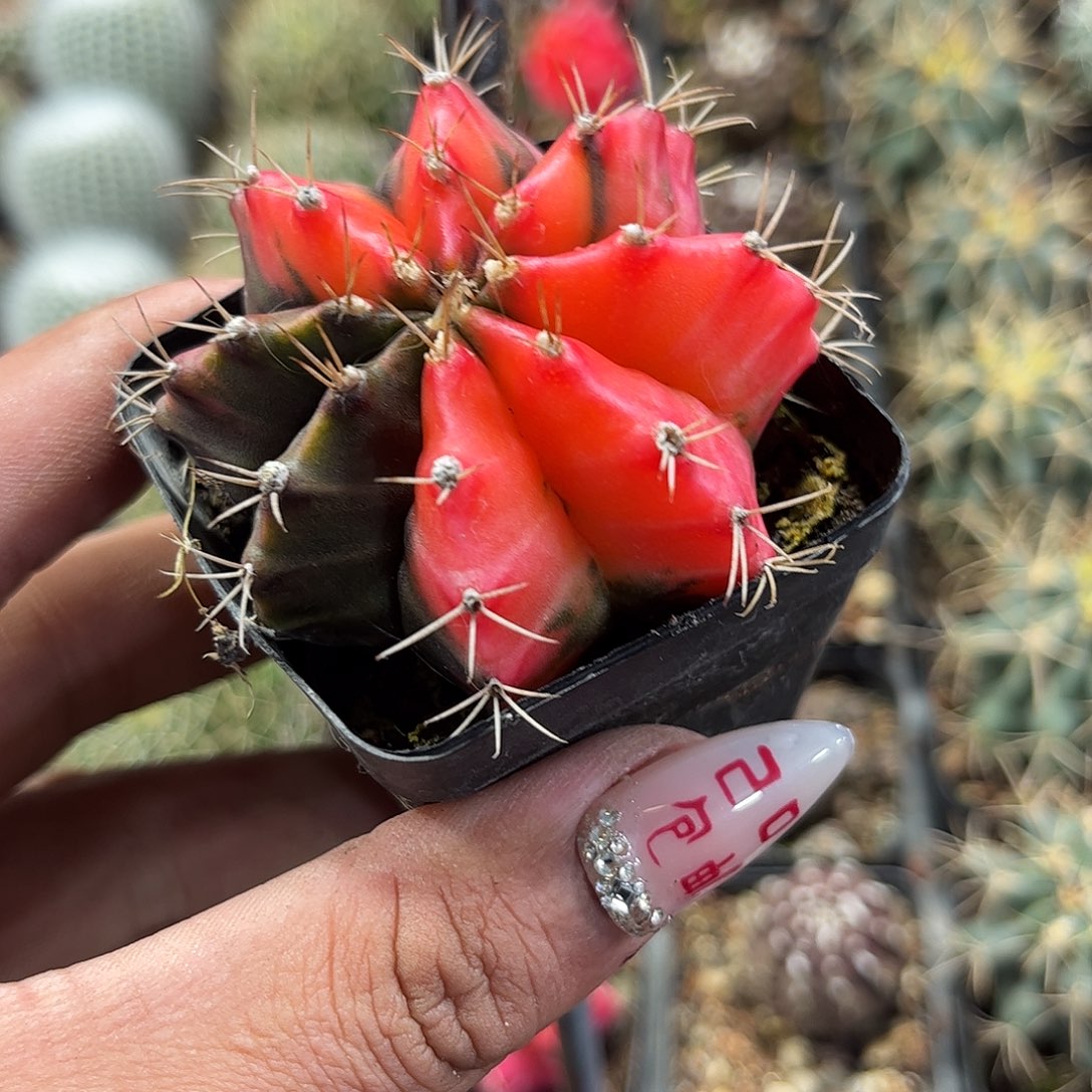 牡丹单头发货单头发货