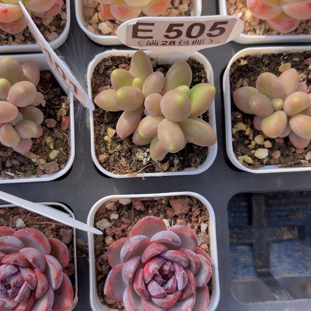 E505芒果奶一物一拍