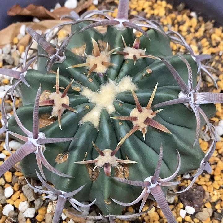 孤品实生卷刺王凌波瑕疵福利9cm