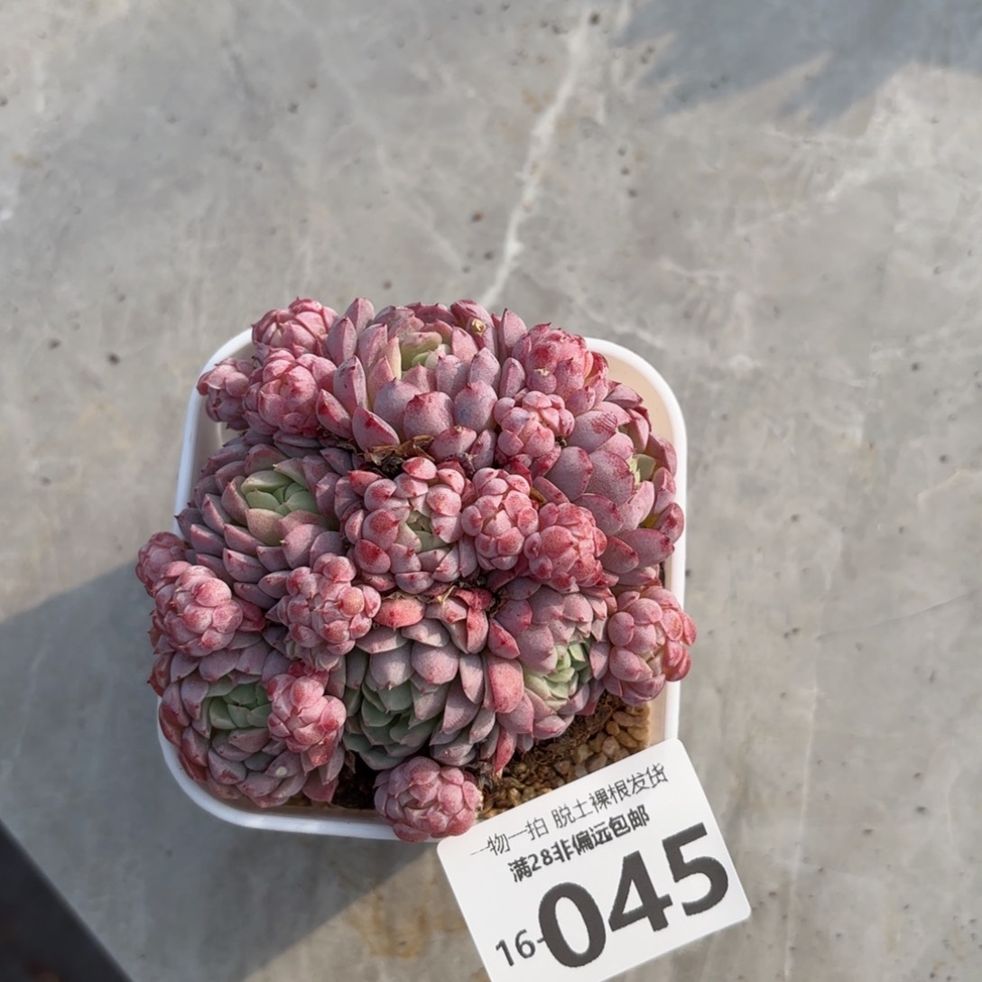 羊脂球多肉多肉多肉