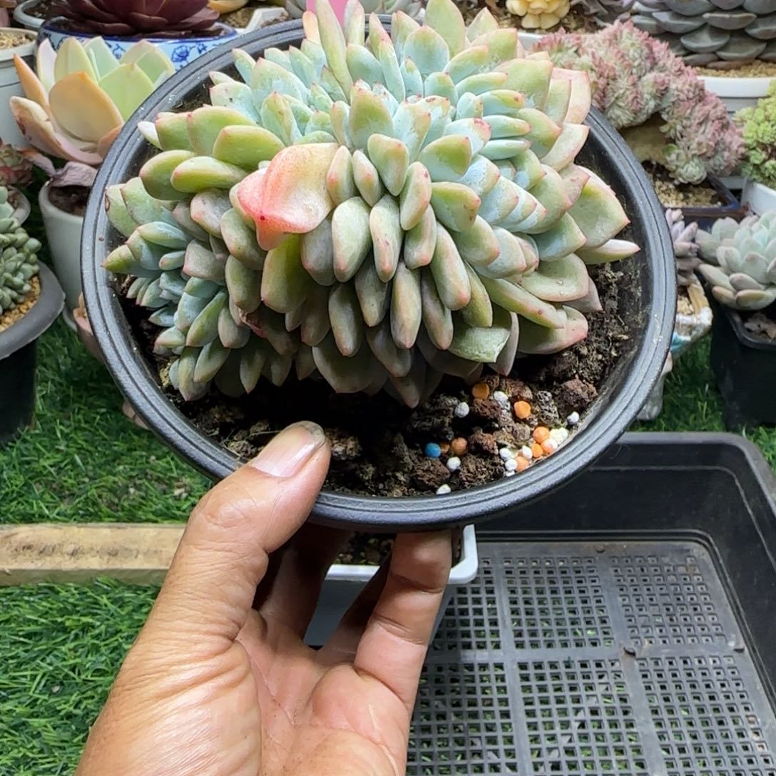 锦安精品多肉植物284