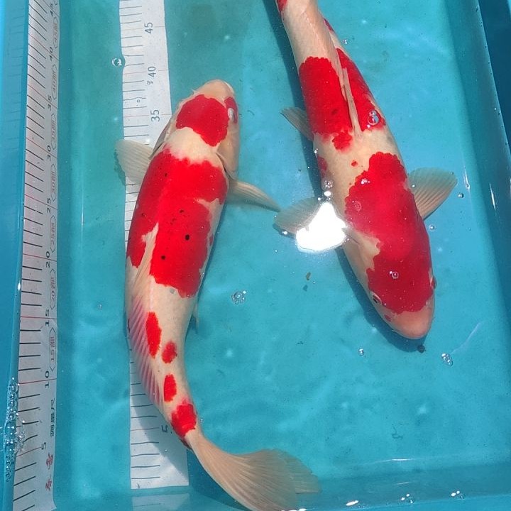 红白三色大正孔雀龙秋翠系昭和绯写芥子茶鲤浅黄冷水鱼好养耐活