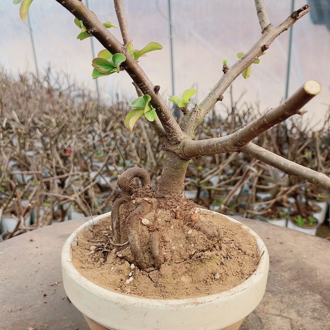 海棠海棠120120120