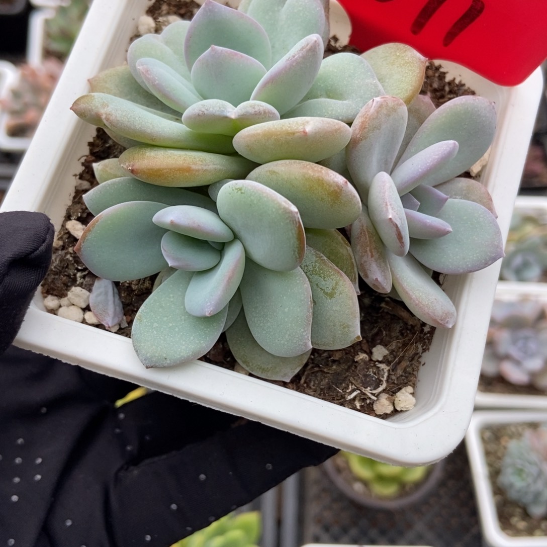 3071奶茶多肉植物