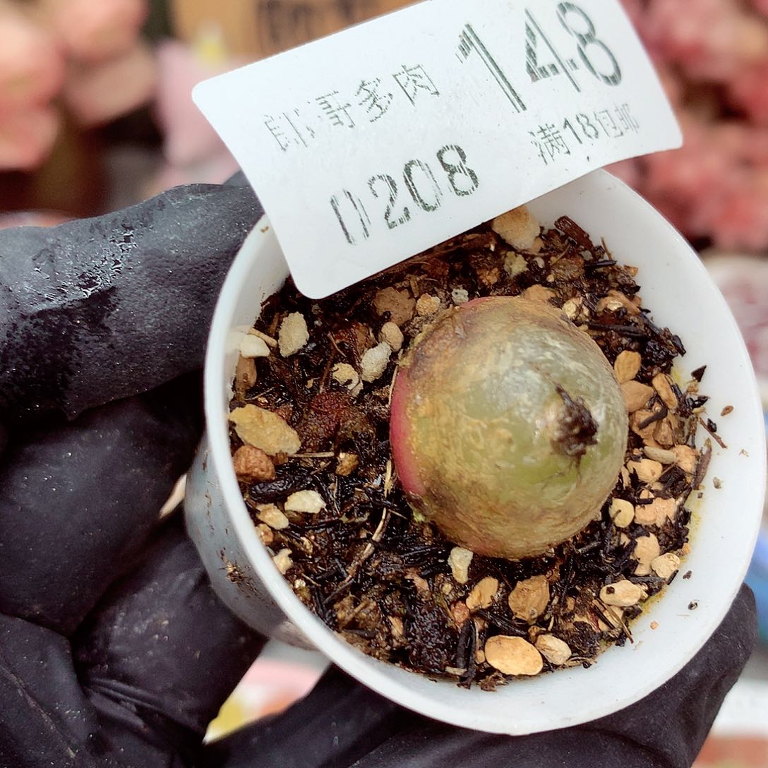 生石花满18包邮8-148