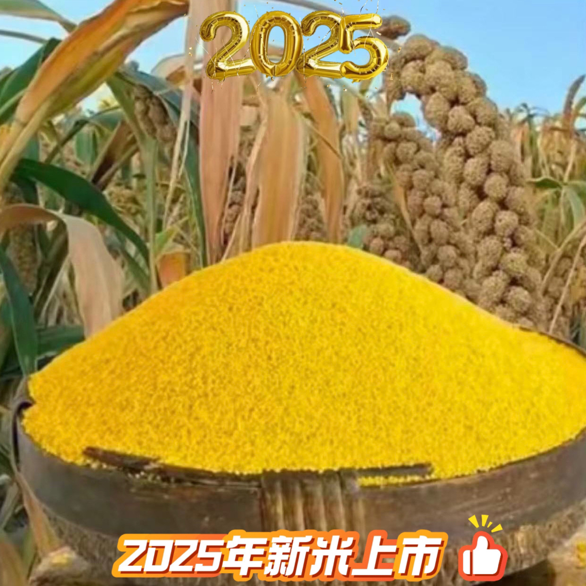 【瑶瑶专属】2025年新小米 朝阳鑫碌源本地优质小米 1袋5斤