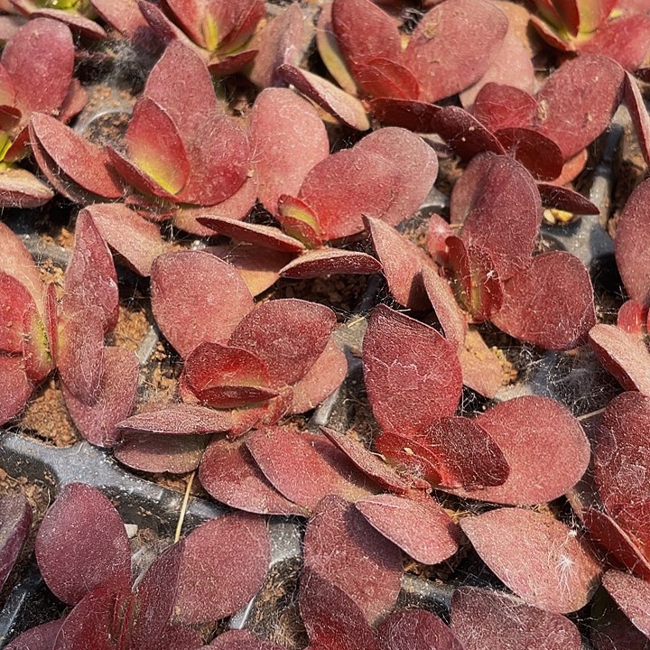 小紫蝴蝶1元带土发