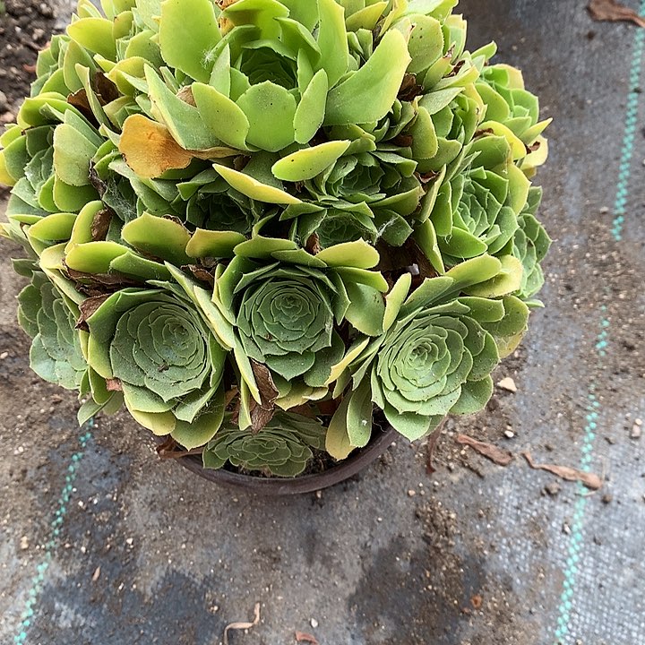 531绿羊绒多肉植物