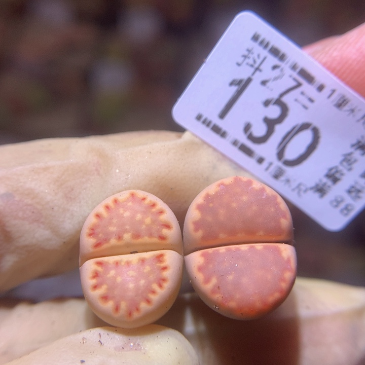 精品生石花27.130