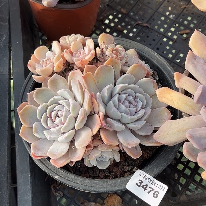 阿雅园艺。        3476