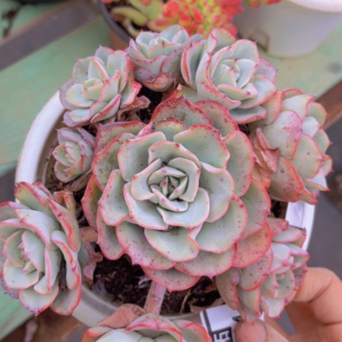 【闪购商品】奶油黄桃07114