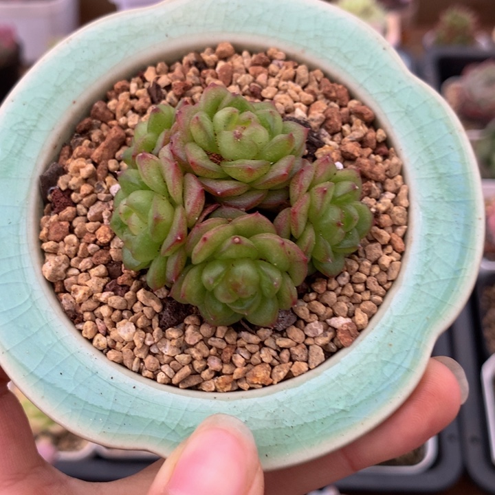 精控灯泡珍妮多肉