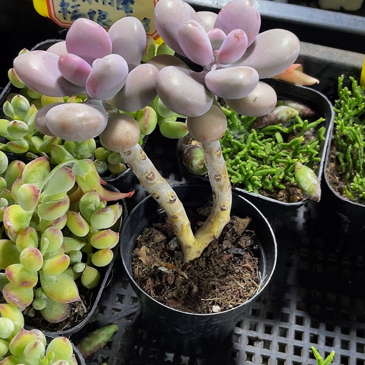 圆盆双头老庄桃蛋带盆土