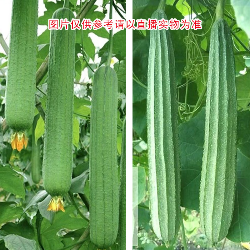 湘西代购农家自产自销丝瓜/八棱瓜
