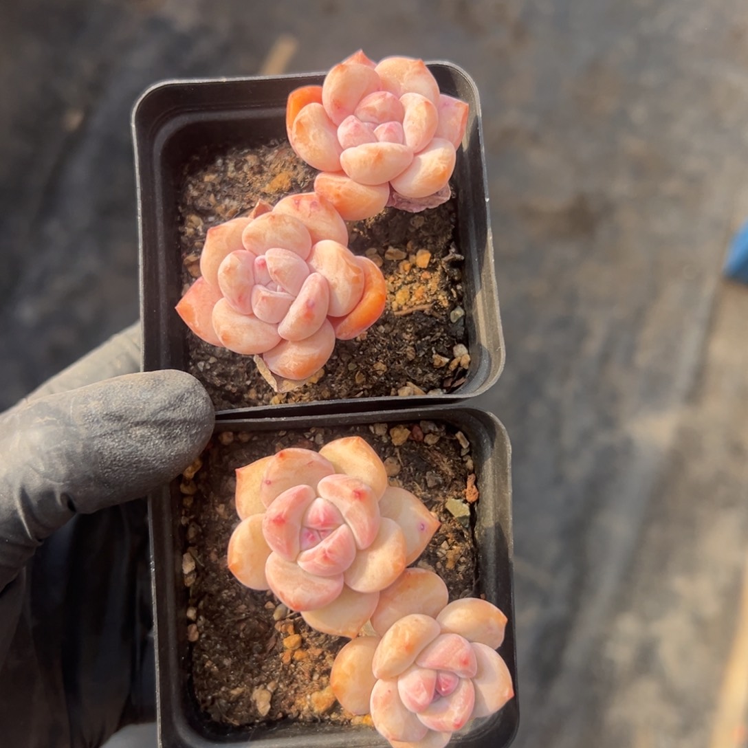 俩个紫梦露长杆子00000000