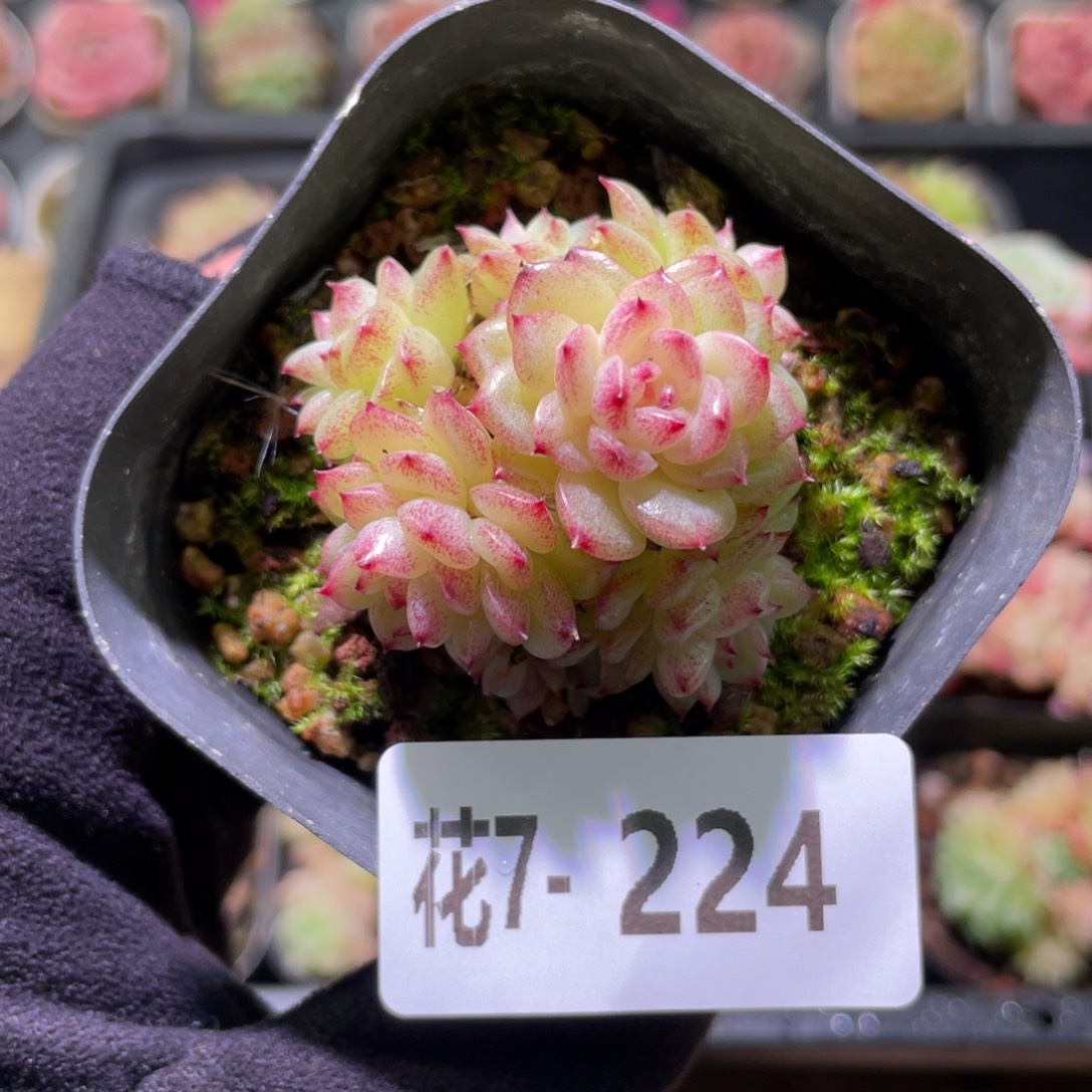 花利美7-224麦秆群