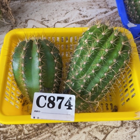 种子苗毛花柱c 874
