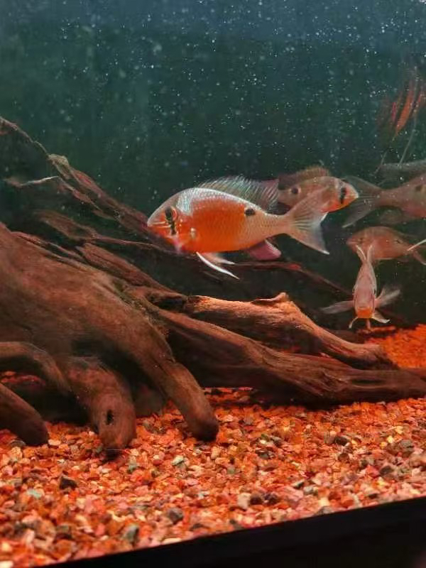 油彩月亮 观赏鱼