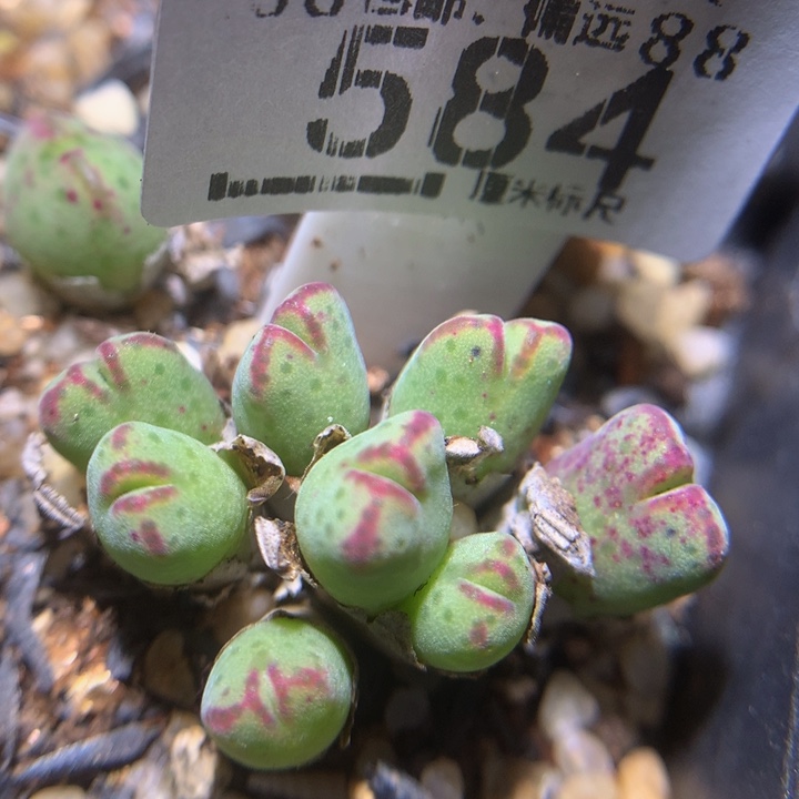 zzz精品生花花584