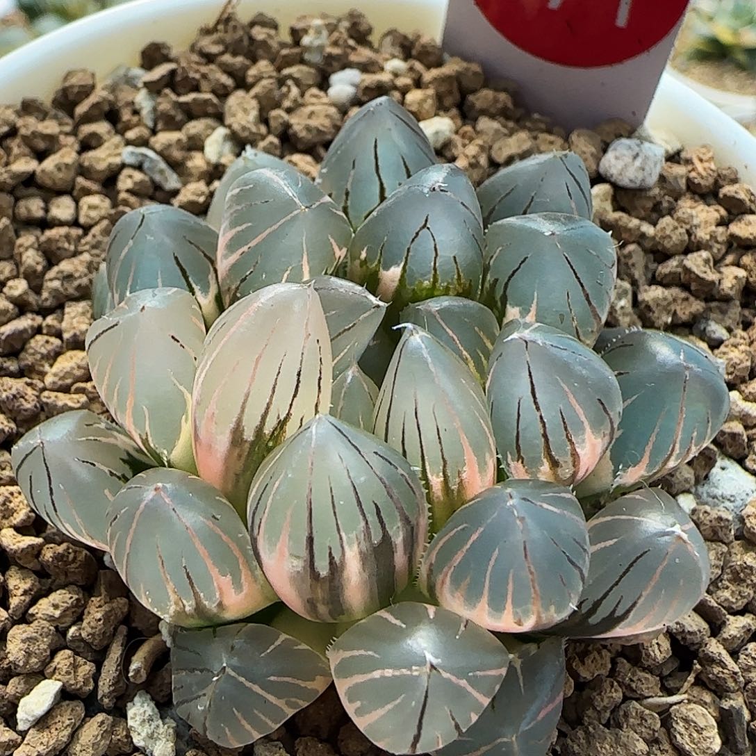 571号霓虹灯糊斑趋势一物一拍带盆土