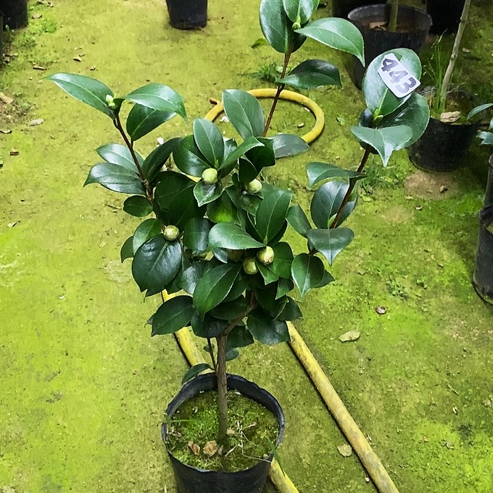 白十八。  443。    